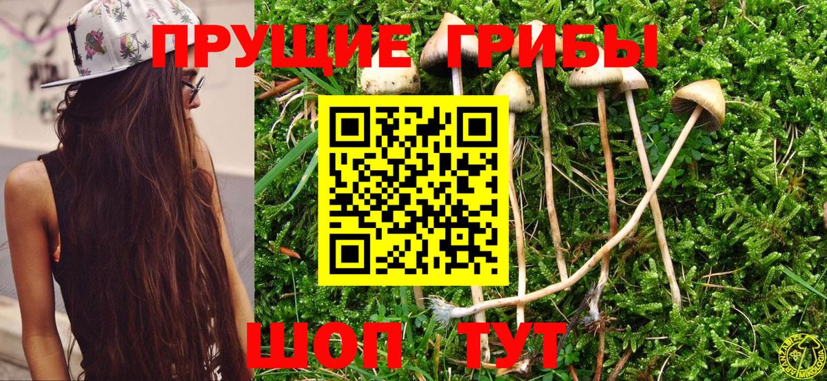 Галлюциногенные грибы Cubensis  Вход с VPN  Мурманск  Псилоцибиновые грибы прущие грибы 